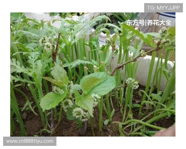 亚博YB手机官网：电竞赛事投注与虚拟体育娱乐内容介绍